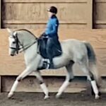 “We now feel comfortable asking horses to work”