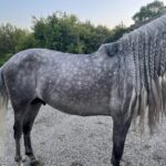 Most Saddles made to a Very Individual Specification for Fit