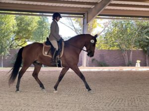Beautiful Sienna Dressage Saddle