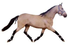 horse-movement