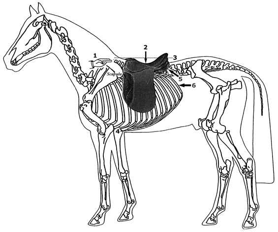 Saddle Fitting Guide Saddles Worldwide